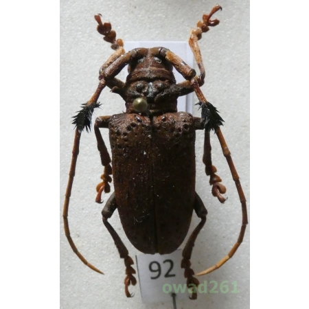 Aristobia freneyi Schmitt, 1992 28mm Thailand92